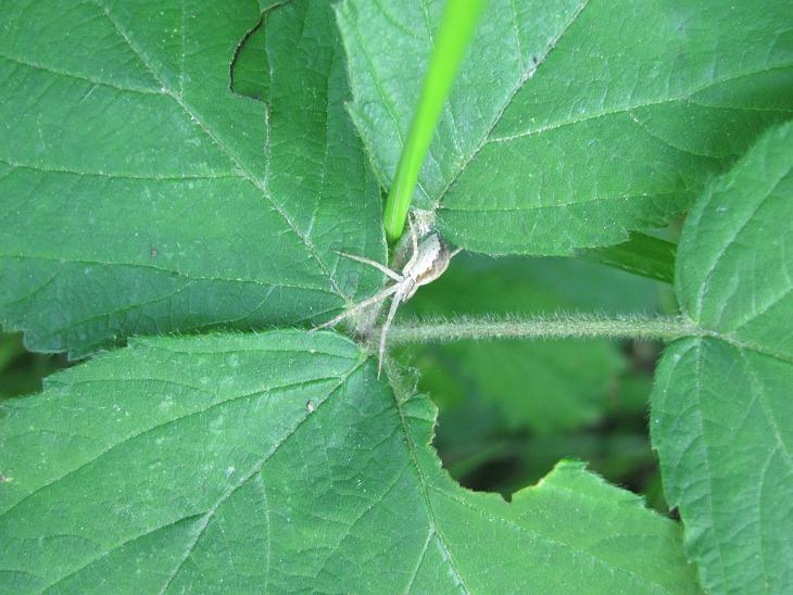 Philodromus sp. - Sostegno (BI)